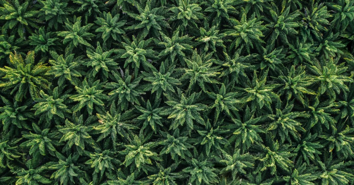 Private Label CBD Gummies Market Projected to Reach $1.38 Billion by 2036 as Wellness Brands Embrace Outsourced Manufacturing