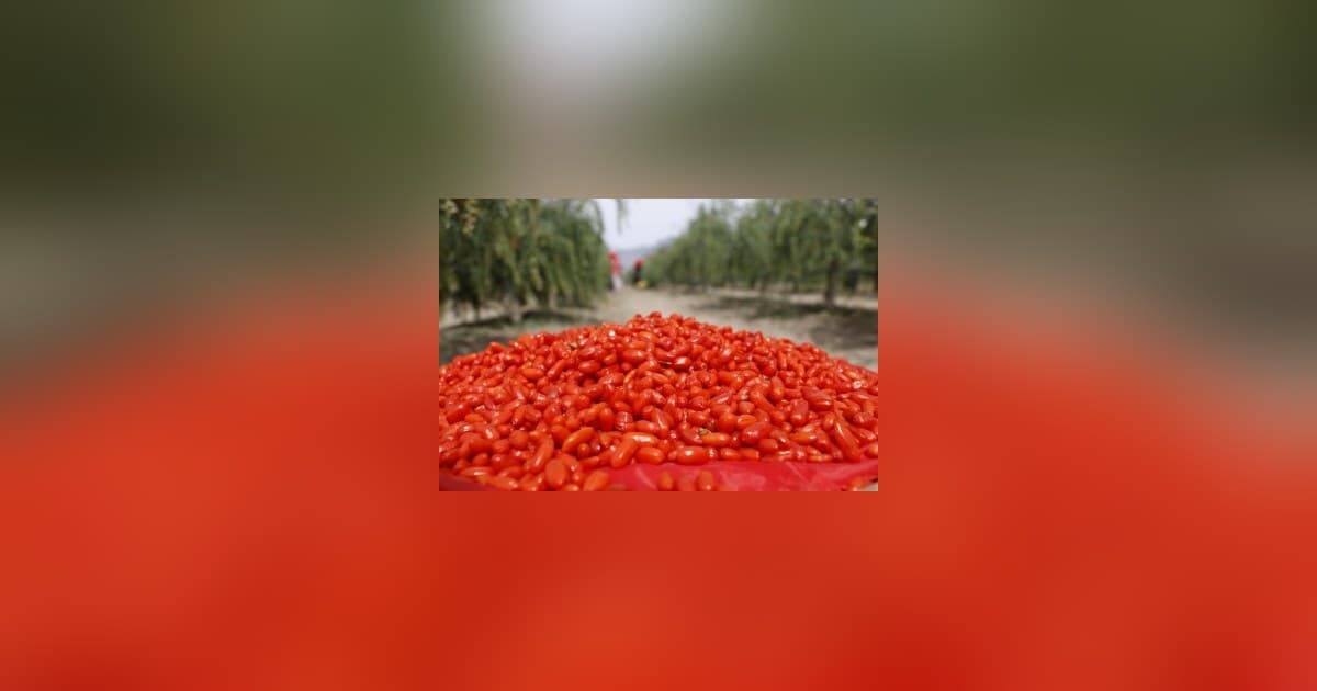 Ningxia Goji Berry Industry Transforms from Raw Material to Global Health Trend